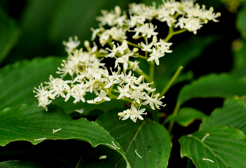 燈臺(tái)樹(shù)