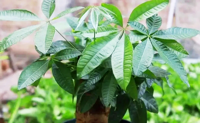 發(fā)財(cái)樹(shù)