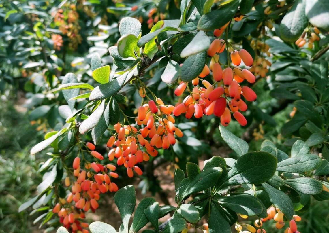 黃櫨22.jpg 黃櫨22.jpg