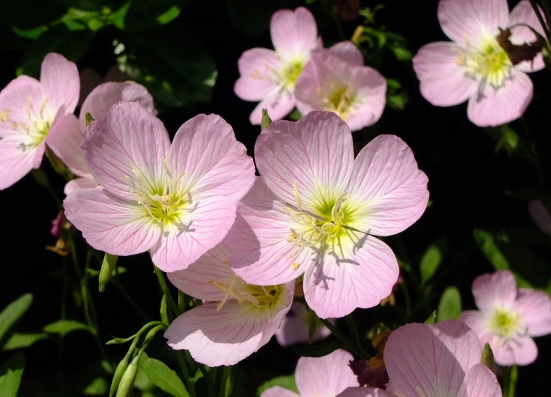 美麗月見(jiàn)草
